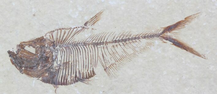 Very Detailed Diplomystus Fossil Fish - Wyoming #32794